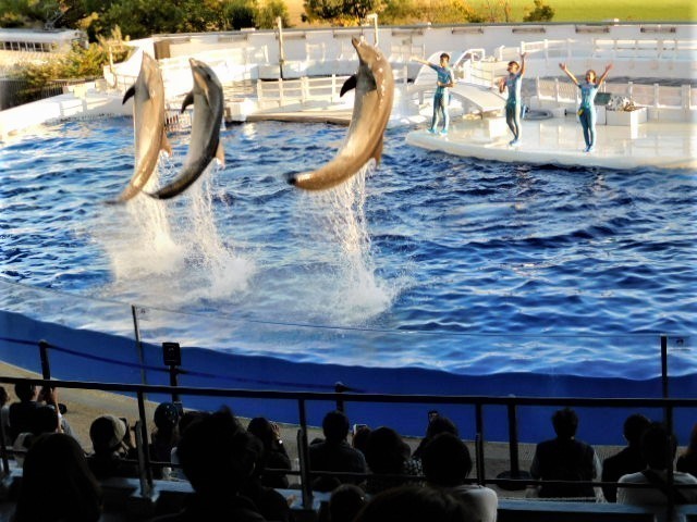 久し振りの京都水族館：イルカパフォーマンス篇。: 朝は知恩院でラジオ