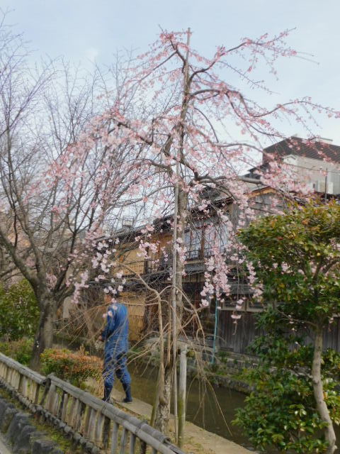 2021.03.17白川南通の枝垂れ桜 (5).JPG