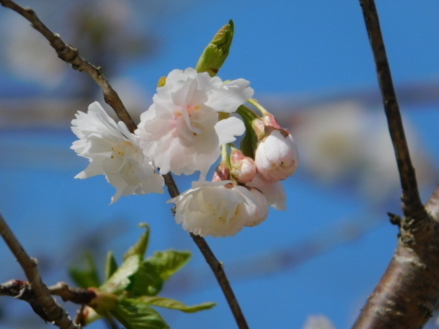 2021.03.18京都府立植物園の桜 (28)子福桜.JPG