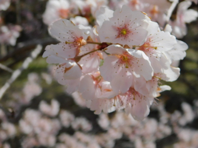 2021.03.18京都府立植物園の桜 (3)唐実桜.JPG