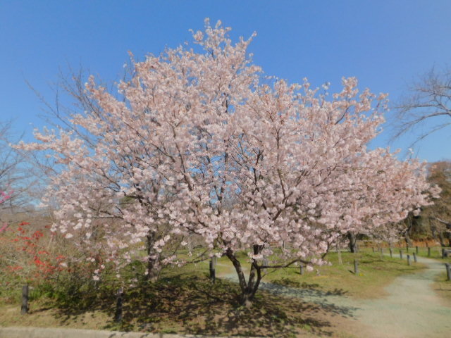 2021.03.18京都府立植物園の桜 (7)不明.JPG