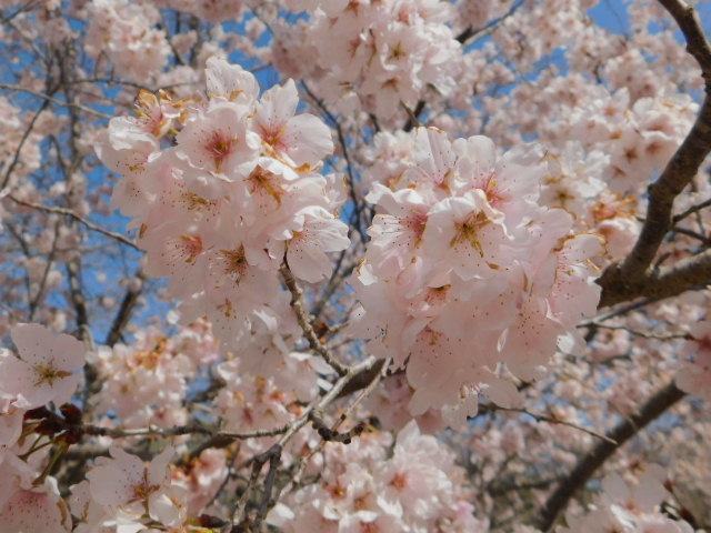 2021.03.18京都府立植物園の桜 (8)不明.JPG