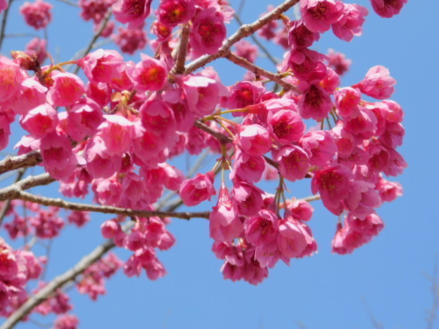 2021.03.18京都府立植物園の桜 (11)寒緋桜.JPG