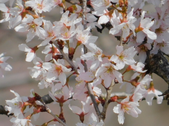 2021.03.18京都府立植物園の桜 (14)啓翁桜.JPG