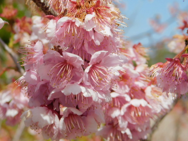 2021.03.18京都府立植物園の桜 (31)椿寒桜.JPG
