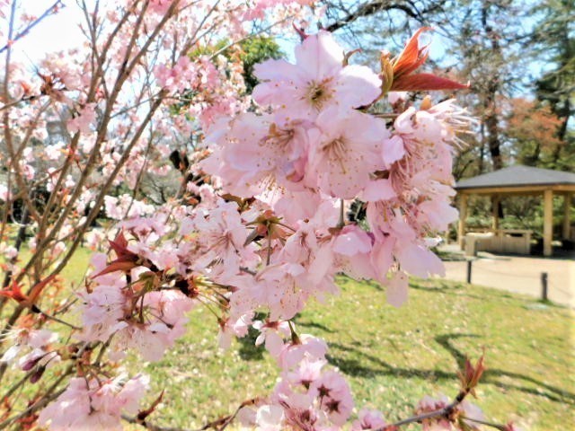2021.03.18京都府立植物園の桜 (34)彬姫桜.JPG