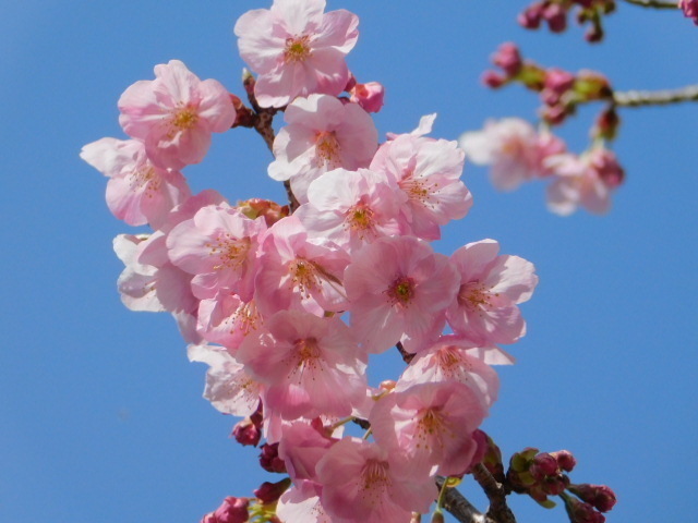 2021.03.18京都府立植物園の桜 (50)陽光.JPG