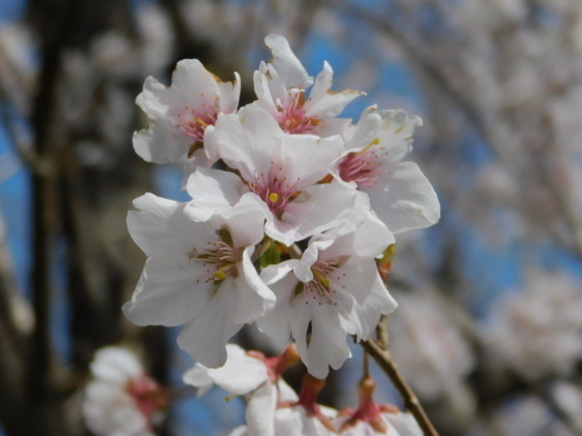 2021.03.18京都府立植物園の桜 (66)越の彼岸桜.JPG