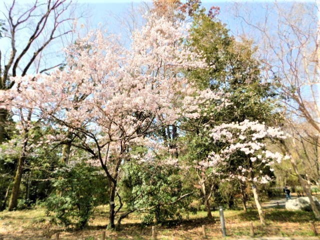 2021.03.18京都府立植物園の桜 (84)東海桜.JPG