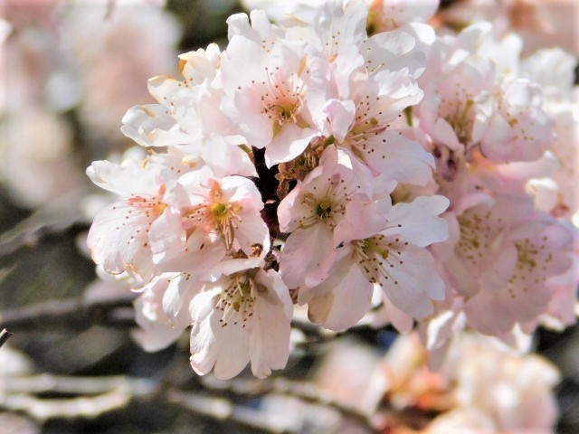 2021.03.18京都府立植物園の桜 (83)東海桜.JPG
