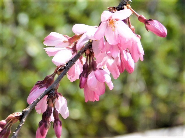 2021.03.18京都府立植物園の桜 (127)半木の道.JPG