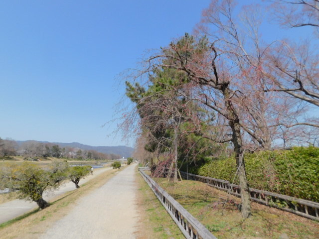 2021.03.18京都府立植物園の桜 (126)半木の道.JPG