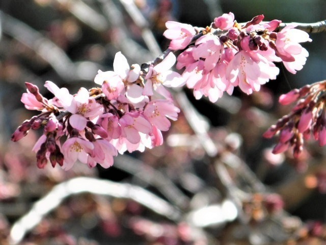 2021.03.18京都府立植物園の桜 (128)半木の道.JPG