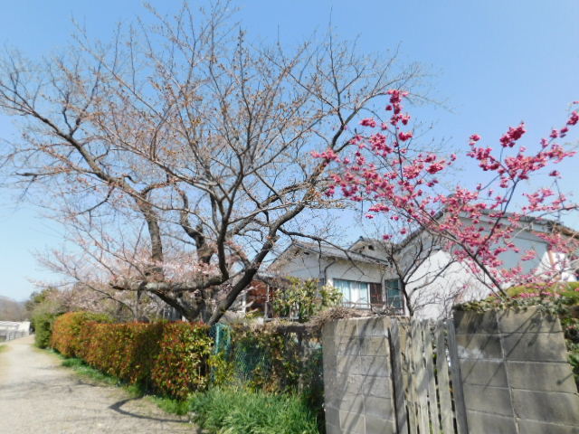 2021.03.18京都府立植物園の桜 (132)賀茂川土手.JPG