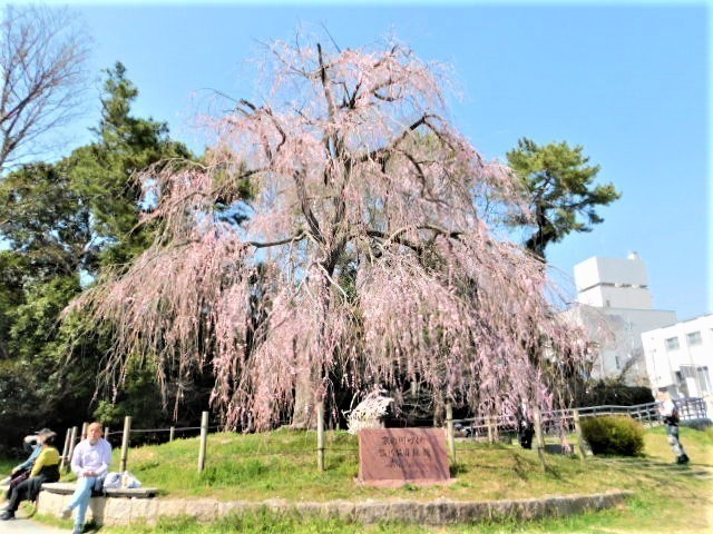 2021.03.18京都府立植物園の桜 (136)賀茂大橋西詰南.JPG