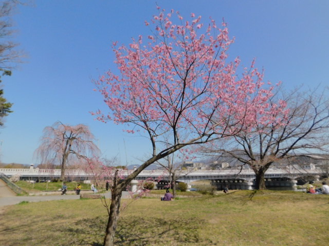 2021.03.18京都府立植物園の桜 (137)賀茂大橋西詰南.JPG