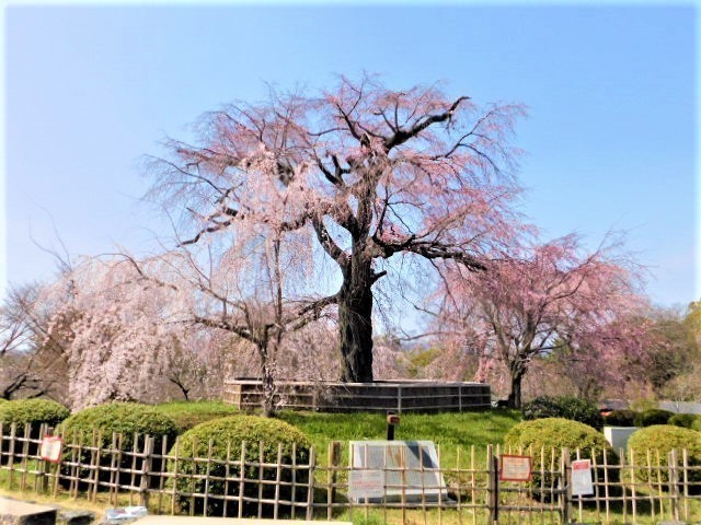 2021.03.19街中の桜 (6)円山公園.JPG