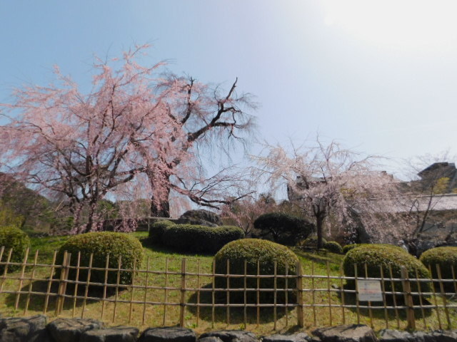 2021.03.19街中の桜 (13)円山公園.JPG