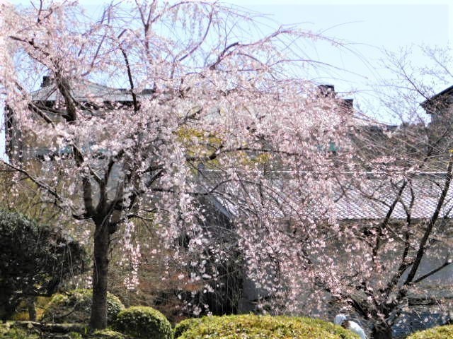 2021.03.19街中の桜 (14)円山公園.JPG