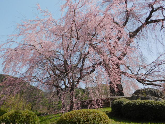 2021.03.19街中の桜 (15)円山公園.JPG