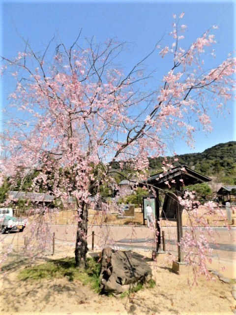 2021.03.19街中の桜 (9)円山公園.JPG