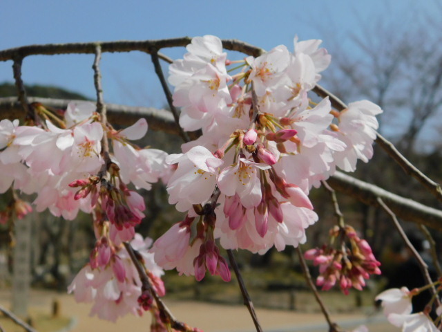 2021.03.19街中の桜 (11)円山公園.JPG
