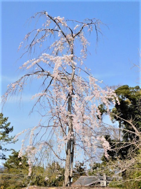 2021.03.19街中の桜 (19)円山公園.JPG
