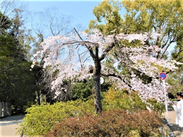 2021.03.19街中の桜 (22)円山公園.JPG