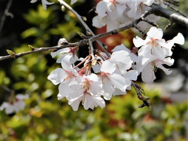 2021.03.19街中の桜 (24)円山公園.JPG