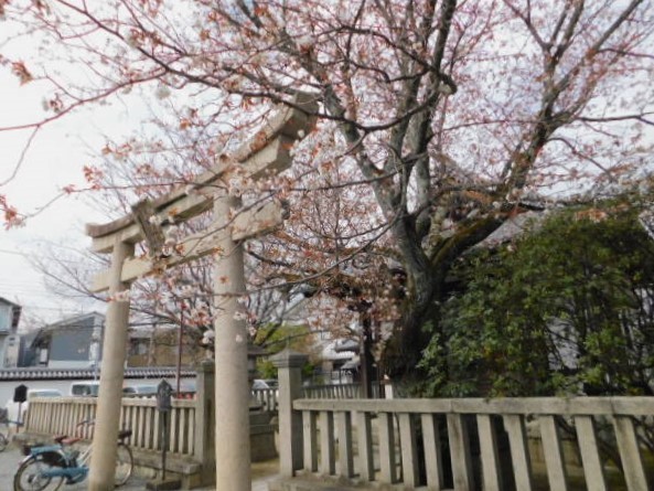 2021.03.20街中の枝垂れ桜 (61)本満寺山桜.JPG