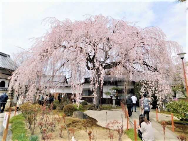 2021.03.20街中の枝垂れ桜 (64)本満寺.JPG