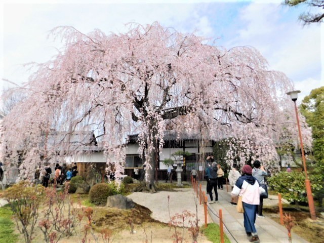 2021.03.20街中の枝垂れ桜 (62)本満寺.JPG