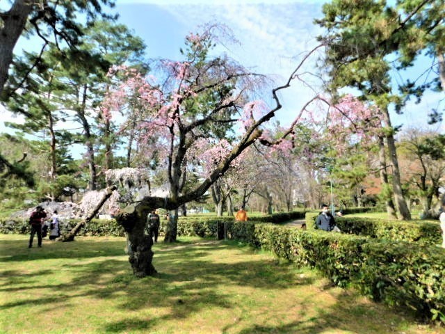 2021.03.20街中の枝垂れ桜 (50)京都御苑近衛邸跡.JPG