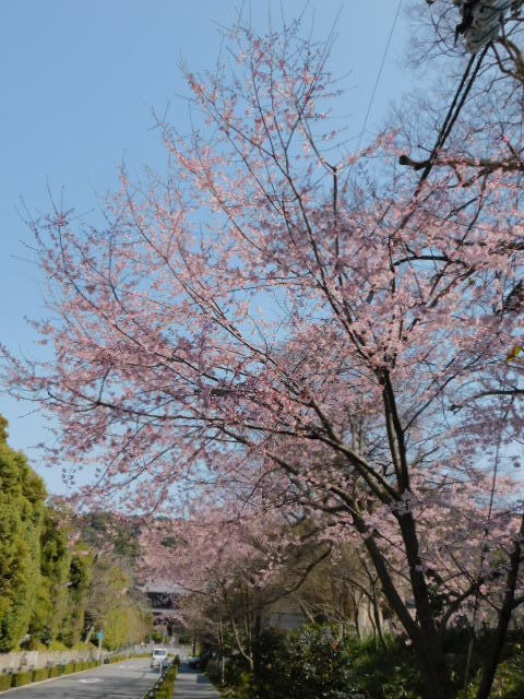 2021.03.19街中の桜 (2)知恩院参道.JPG
