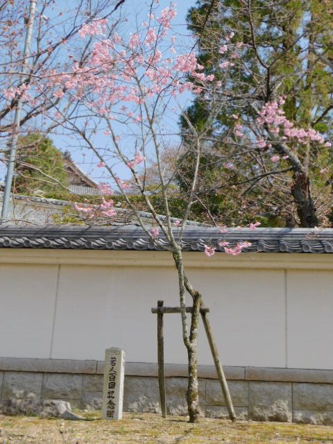 2021.03.19街中の桜 (25)知恩院.JPG