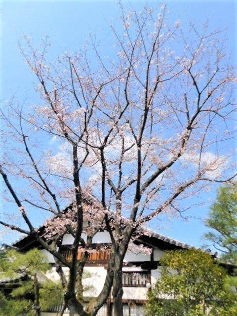 2021.03.23街中の桜 (11)建仁寺禅居庵.JPG