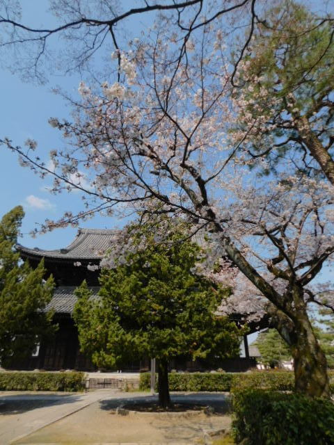2021.03.23街中の桜 (24)建仁寺.JPG