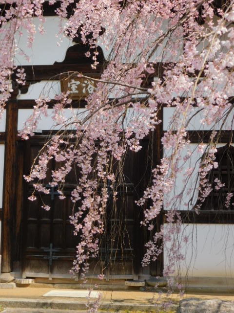 2021.03.23街中の桜 (21)建仁寺.JPG