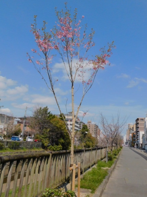 2021.03.24街中の桜 (20)堀川通陽光.JPG