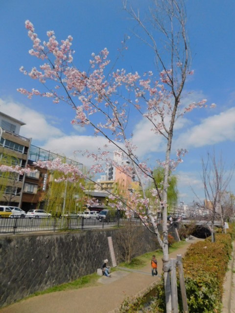 2021.03.24街中の桜 (33)堀川通十月桜.JPG