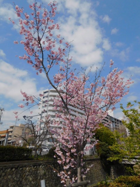 2021.03.24街中の桜 (43)堀川通アーコレード.JPG