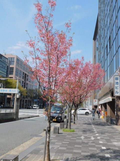 2021.03.24街中の桜 (10)御池通・陽光.JPG