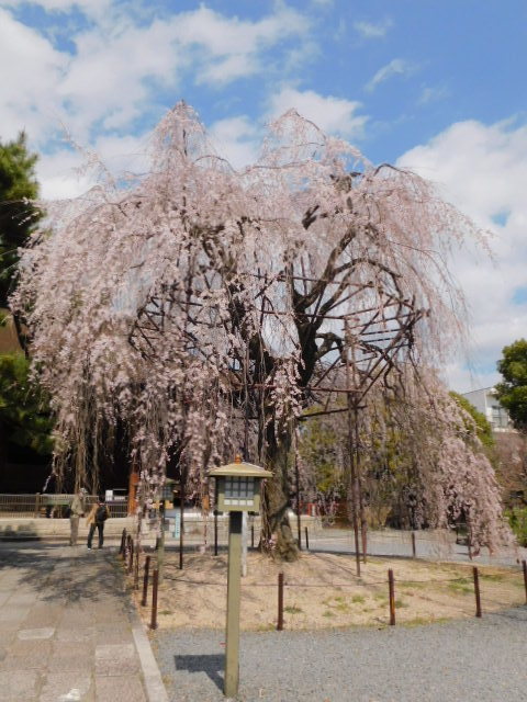 2021.03.24街中の桜 (110)千本釈迦堂.JPG