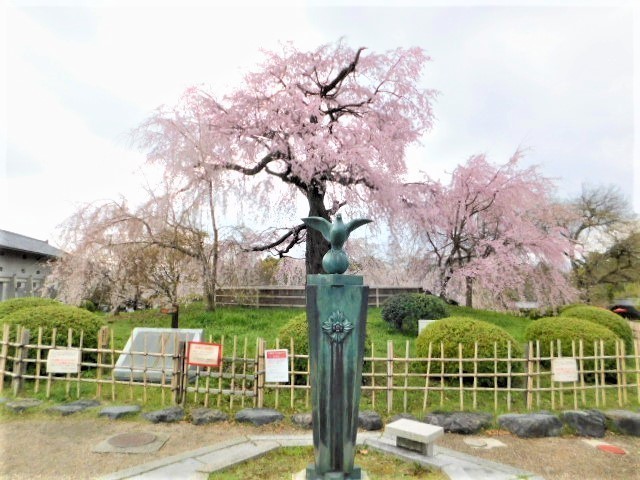 2021.03.25３２期松村厚子上洛 (33)円山公園.JPG
