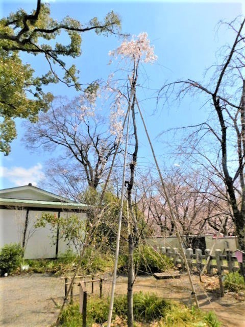 2021.03.24街中の桜 (128)平野神社魁.JPG