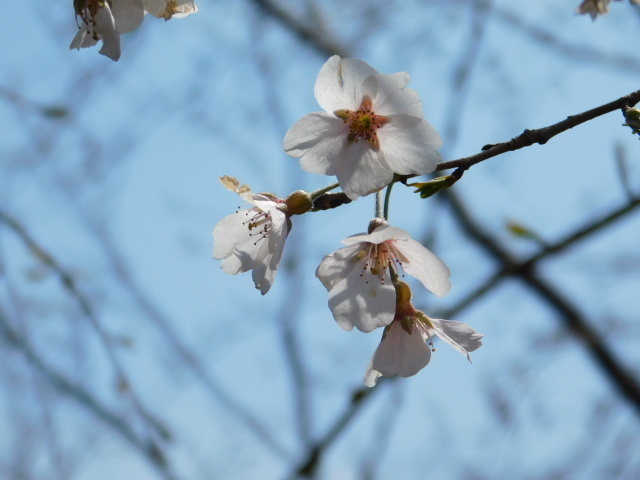 2021.03.24街中の桜 (130)平野神社魁.JPG