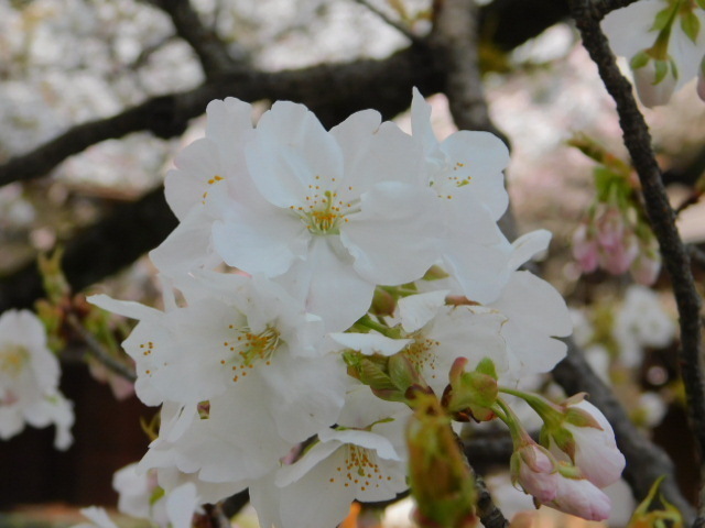 2021.03.24街中の桜 (143)平野神社不明.JPG