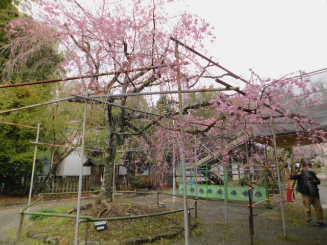2021.03.25３２期松村厚子上洛 (20)平野神社八重絵枝垂れ.JPG