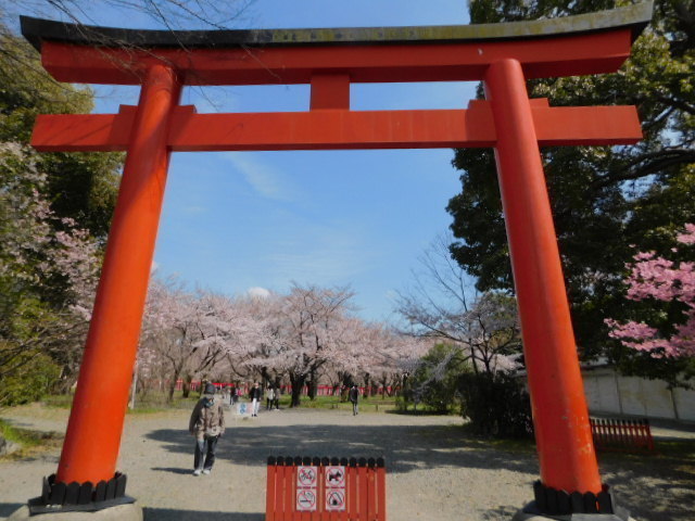 2021.03.24街中の桜 (151)平野神社.JPG