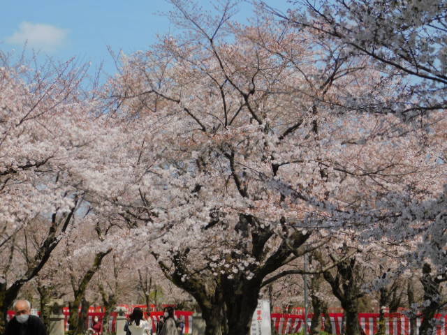 2021.03.24街中の桜 (152)平野神社.JPG